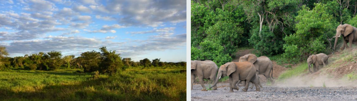 Elephants roaming the vast plains of Nyerere National Park