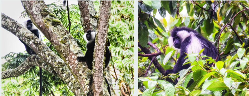 Chimpanzees swinging through Nyungwe Forest National Park's dense canopy