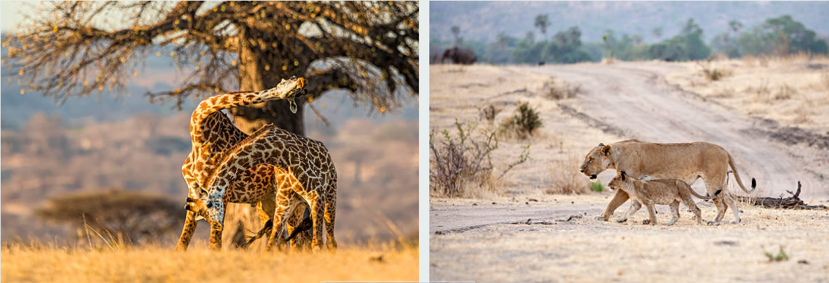 Elephants roaming Ruaha National Park's vast savannah at sunset, Tanzania