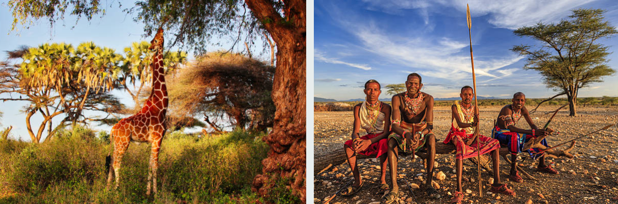 Reticulated giraffe walking across arid plains in Samburu National Park