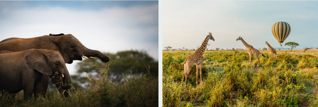 Lion watching wildebeest herd during Serengeti National Park great migration