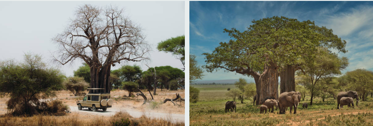 Elephants and baobab trees in Tarangire National Park, Tanzania