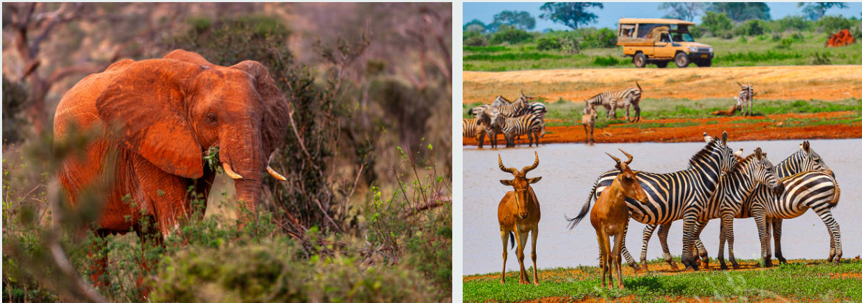 Red elephants roaming the vast plains of Tsavo East National Park