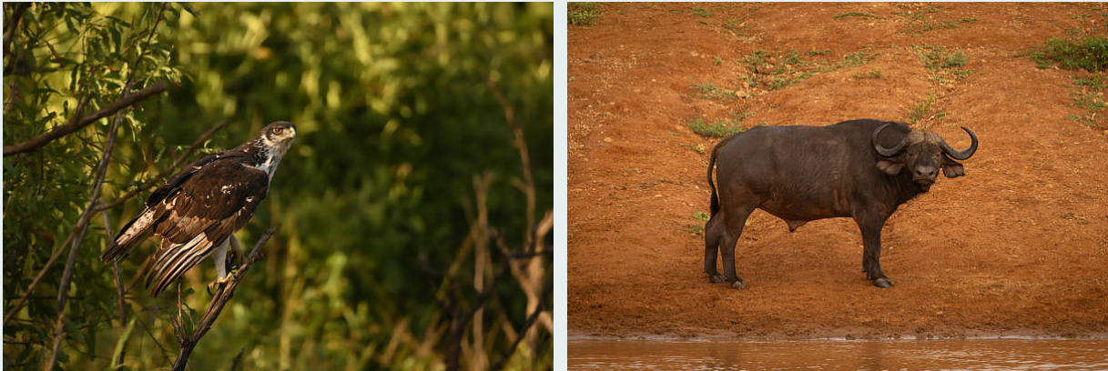 Lion resting on rocky outcrop in scenic Tsavo West Park, Kenya