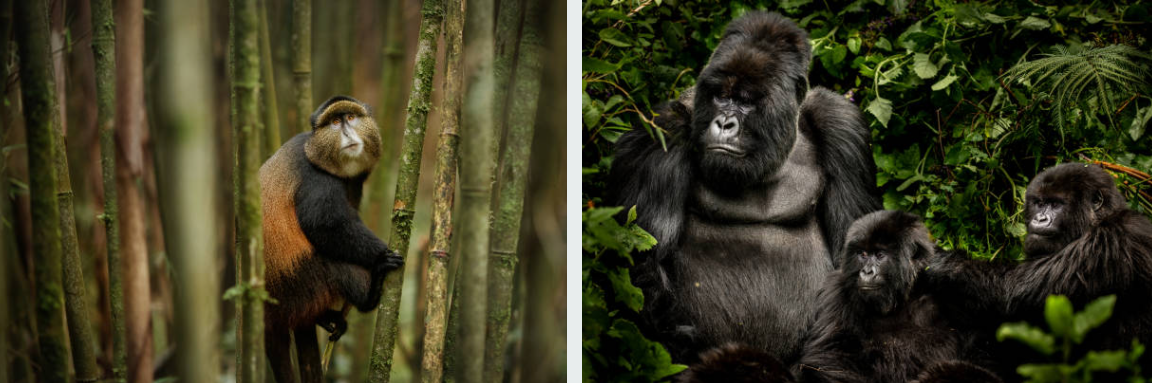 Golden monkeys playing amid Volcano National Park's bamboo trees