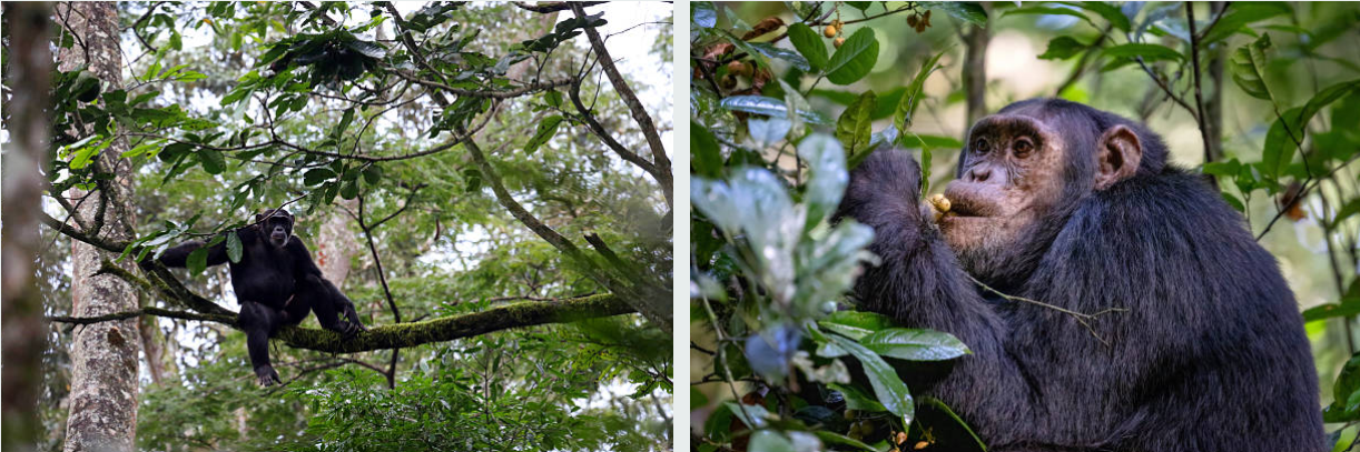 ild chimpanzees swinging through Kibale National Park's dense green forest