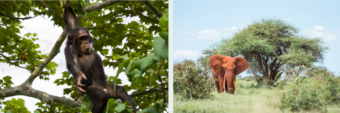 Wild chimpanzees climbing trees in Gombe Stream National Park, Tanzania
