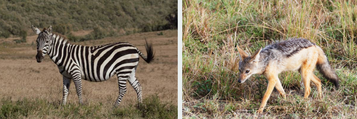 Zebras grazing near cliffs in Hell’s Gate National Park, Kenya