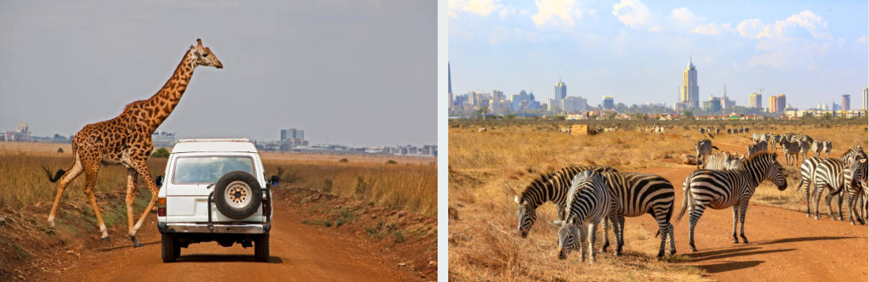 Lion resting in Nairobi National Park with city skyline backdrop