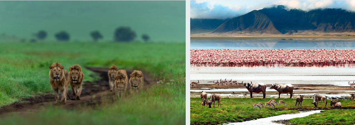 Lion pride resting on the grassy plains of Ngorongoro Conservation Area.