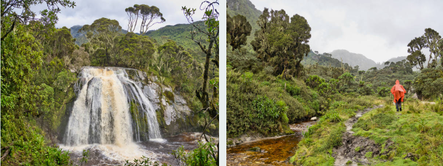 Hiker trekking through Rwenzori Mountains National Park's misty alpine trails