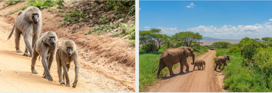 Lion resting under baobab tree in Tarangire National Park at sunset