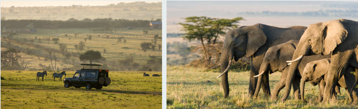 Wildebeest herds migrating across Masai Mara's golden savanna plains.