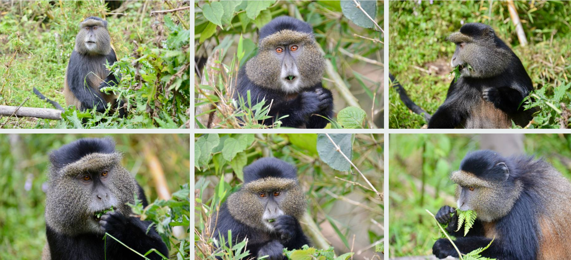 Golden monkeys climbing volcanic slopes in Rwanda's lush Volcanoes National Park habitat