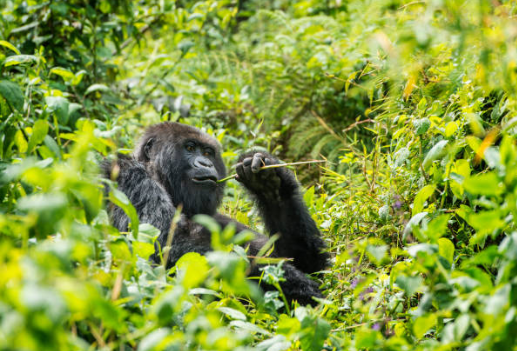 Volcano National Park's gorillas, hikes, and culture. Discover the best time to visit and top accommodations in Rwanda's gem
