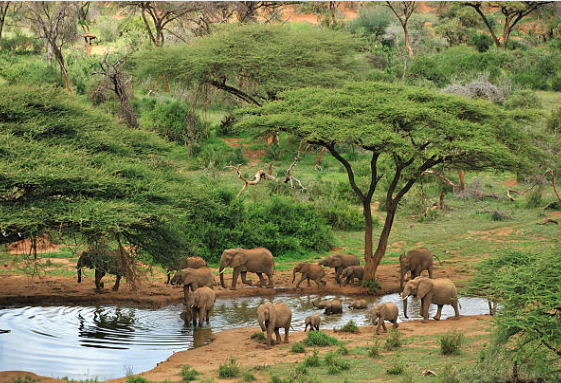 Elephants grazing near Ewaso Ng'iro River in Samburu National Park