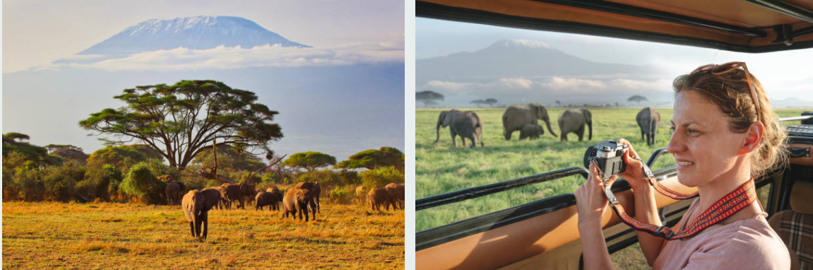 Lion pride resting under acacia trees in Amboseli National Park.