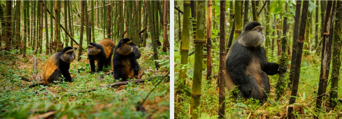 Chimpanzees in Gishwati Mukura National Park's lush rainforest habitat.