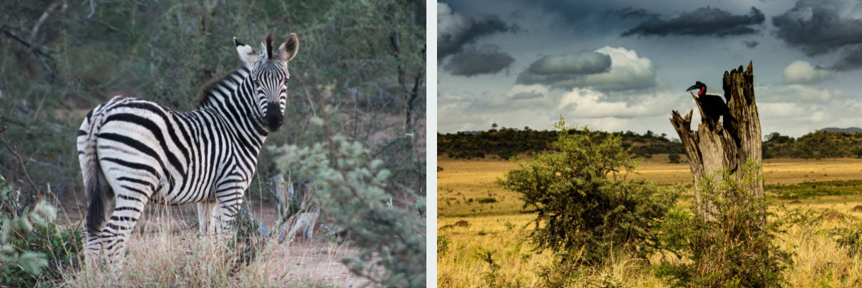 Lion roaming the vast plains of Kidepo Valley National Park.