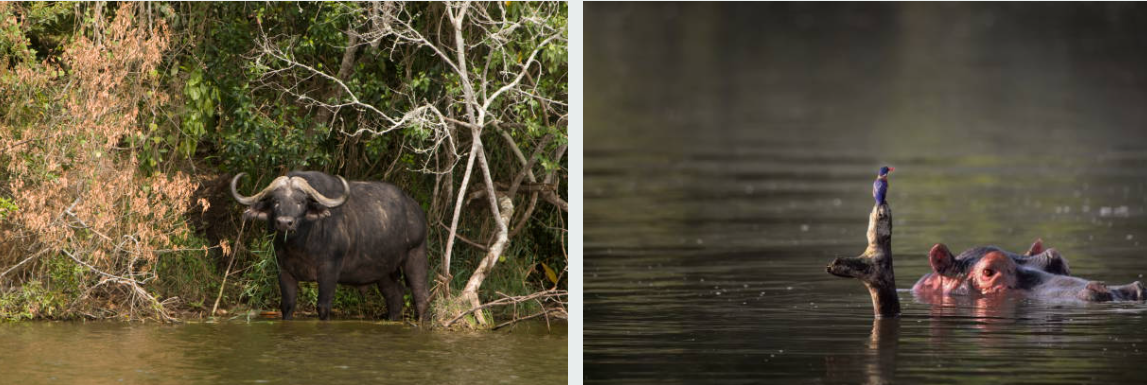 Boat safari on Lake Mburo National Park's tranquil waters at sunset