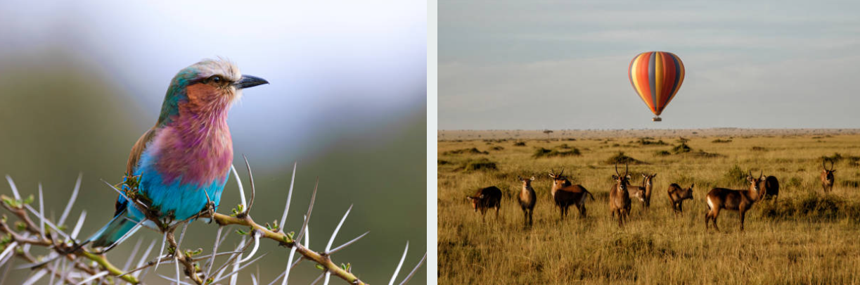 Lion resting on savanna in Masai Mara National Reserve