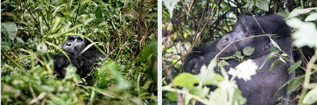 Golden monkeys climbing bamboo trees in Mgahinga Gorilla National Park