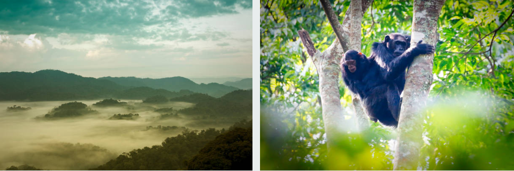 Lush Nyungwe Forest National Park with primates and canopy walkway