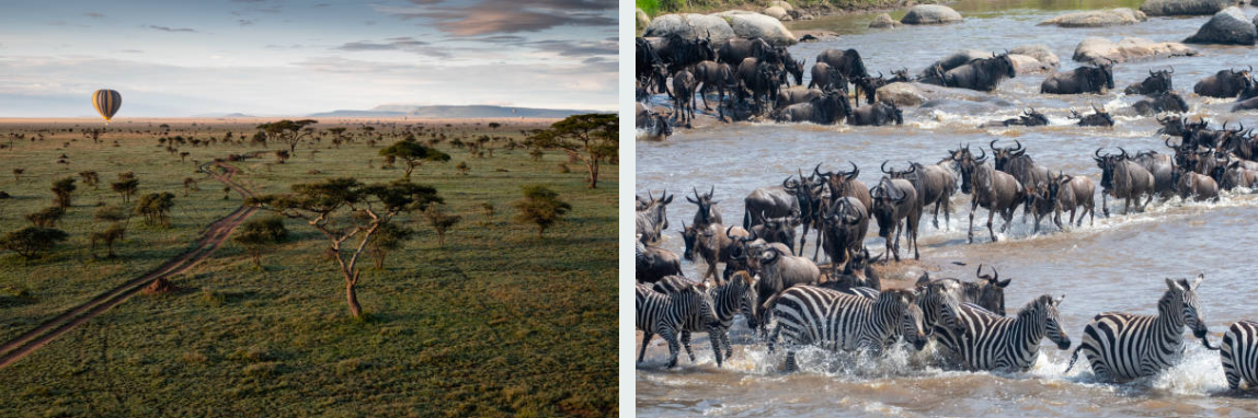 Wildebeest migration in Serengeti National Park with lions and sunset backdrop