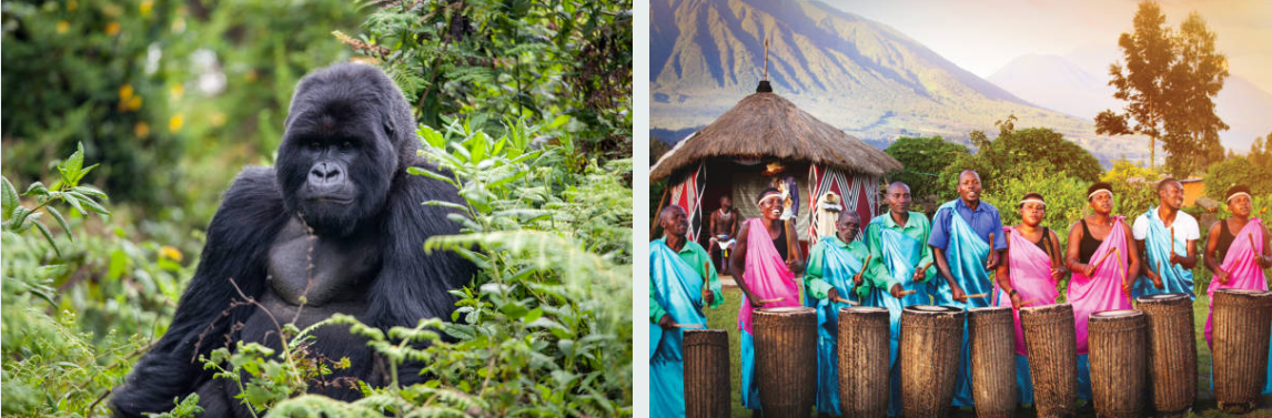 Mountain gorillas in Volcano National Park's lush green forests.