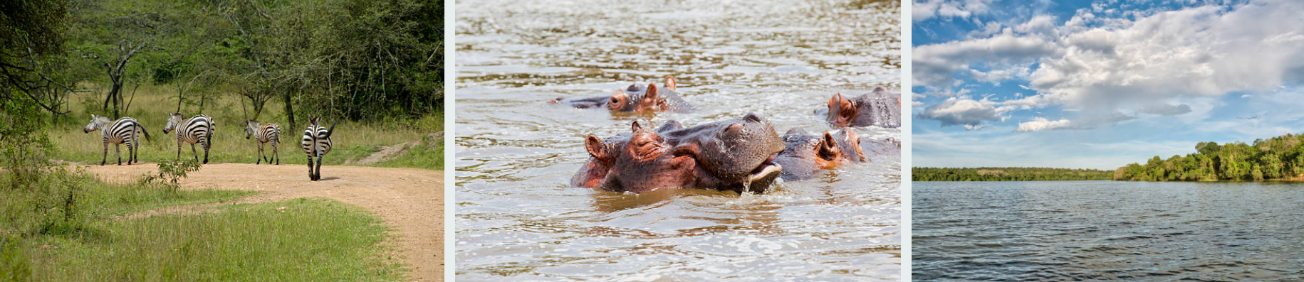 Zebras grazing on Lake Mburo National Park's golden savanna plains.