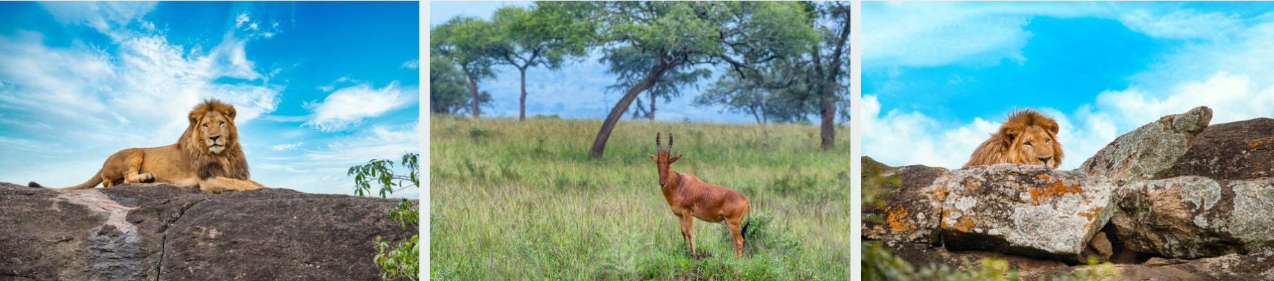 Lion resting on rocks during 3-Day Kidepo National Park Tour