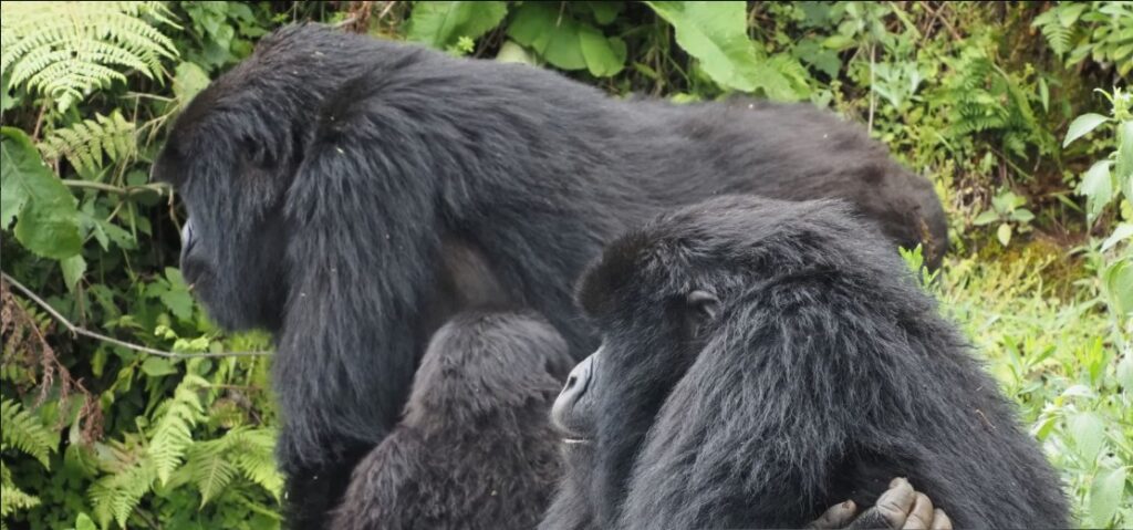 Mountain gorilla in Rwanda Volcanoes National Park with trekkers respecting age restrictions for safe encounter.