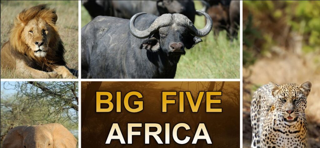 A majestic lion, one of the celebrated Big Five sightings, surveys its Akagera domain.