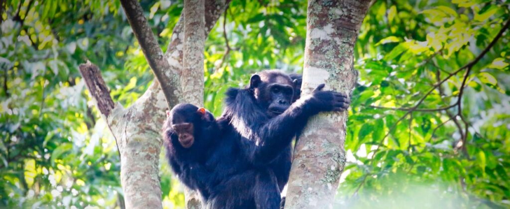 Travelers enjoying chimpanzee tracking in Nyungwe Forest surrounded by lush rainforest scenery in Rwanda.