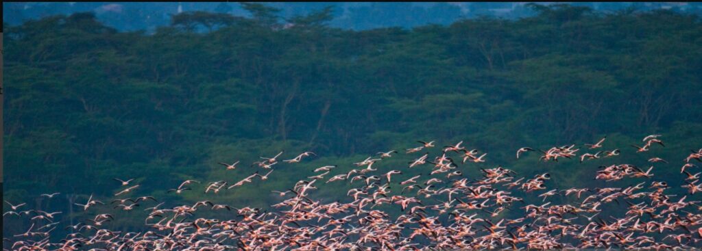 Current flamingo numbers at Lake Nakuru show stunning pink flocks, reflecting nature’s rhythm and resilience.