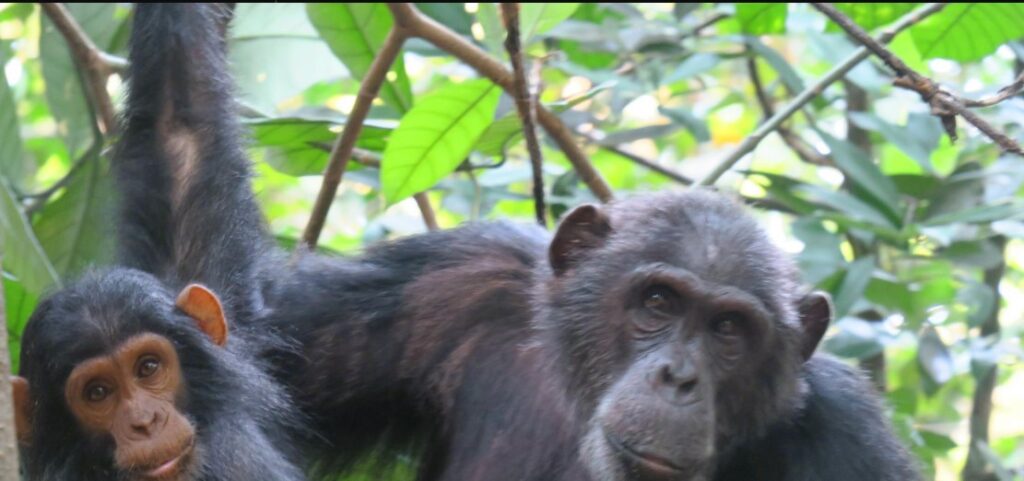 A chimpanzee in Kibale Forest, representing the estimated chimp numbers thriving in this protected habitat.