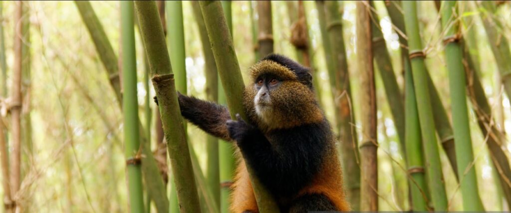 Golden monkeys leaping through bamboo forests in Volcanoes National Park, Rwanda, the best viewing spots for wildlife.