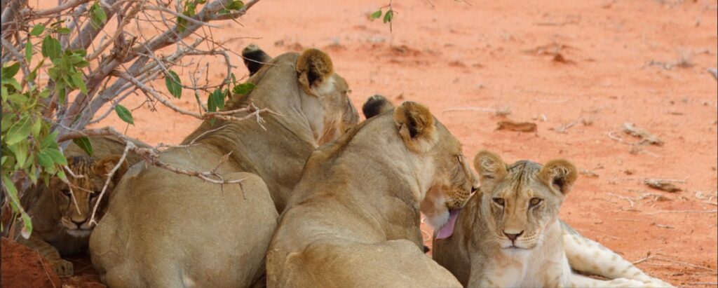 A majestic Tsavo lion highlights key safety concerns for visitors and locals.