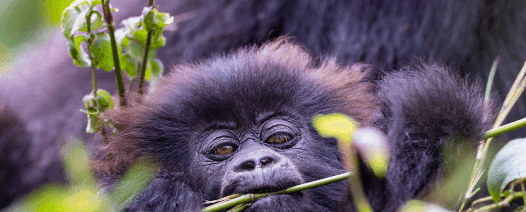 Group hikers exploring forest discovering What is Gorilla Trekking experience together