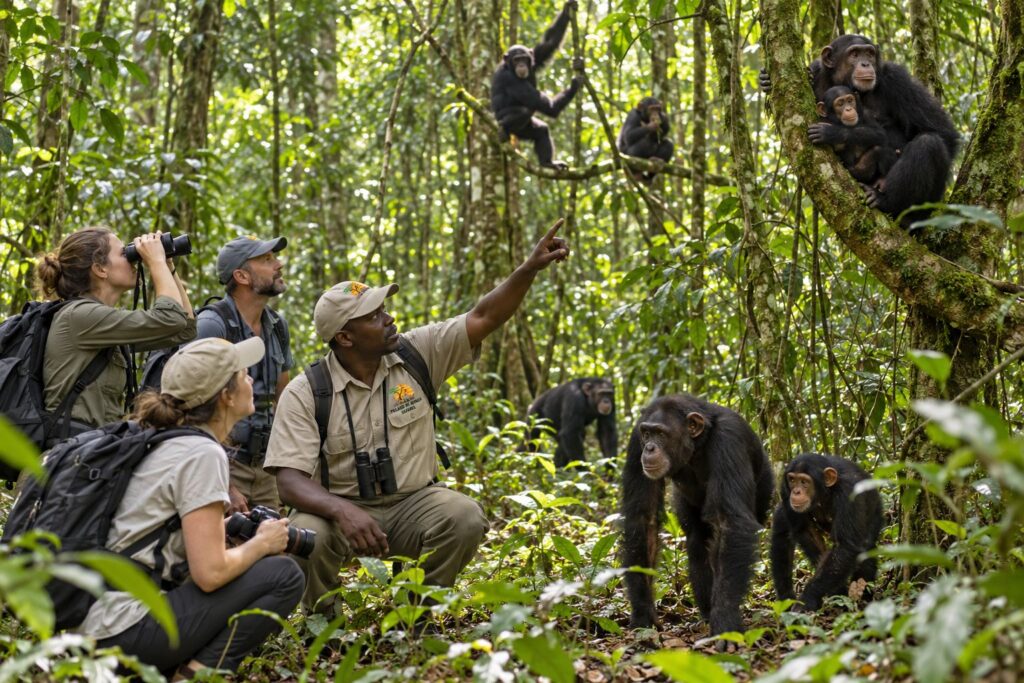 Pillars of Africa Safaris group observing many chimpanzees in Kibale National Park, Uganda