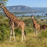 3 Days Murchison Falls Wildlife Safari